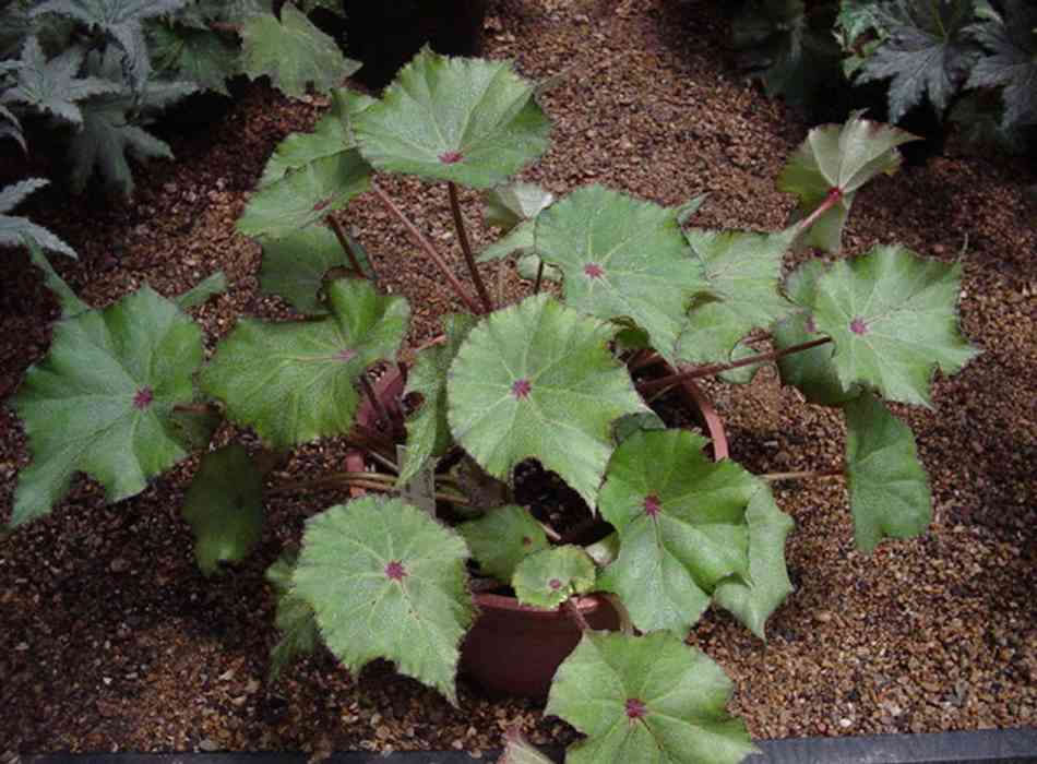 B. ‘Merl's Red Spot’
